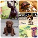 one direction puppy